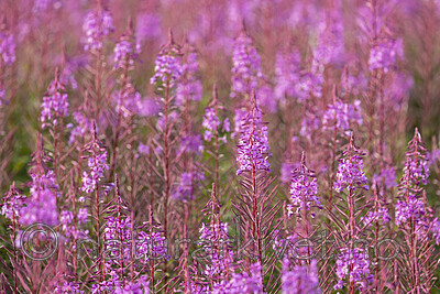 KA_210815_52 / Chamerion angustifolium / Geitrams