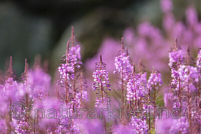 KA_210815_54 / Chamerion angustifolium / Geitrams