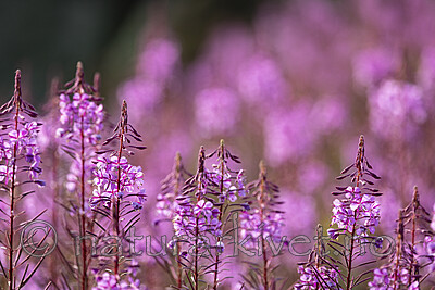 KA_210815_56 / Chamerion angustifolium / Geitrams