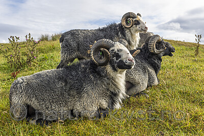 KA_210815_9 / Ovis aries / Sau