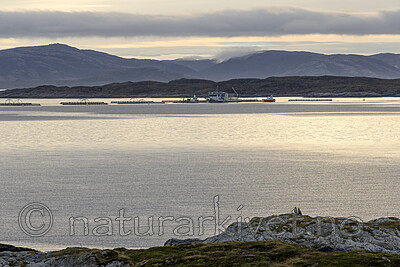 KA_211029_1 / Haliaeetus albicilla / Havørn