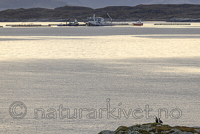 KA_211029_4 / Haliaeetus albicilla / Havørn