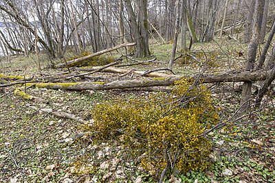 KA_220405_13 / Viscum album / Misteltein