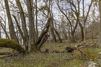 KA_220405_16 / Viscum album / Misteltein