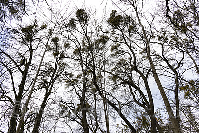 KA_220405_17 / Viscum album / Misteltein