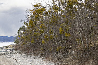KA_220405_23 / Viscum album / Misteltein