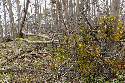 KA_220405_26 / Viscum album / Misteltein