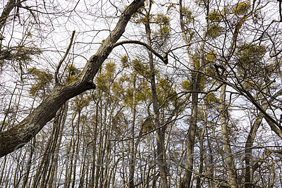 KA_220405_34 / Viscum album / Misteltein