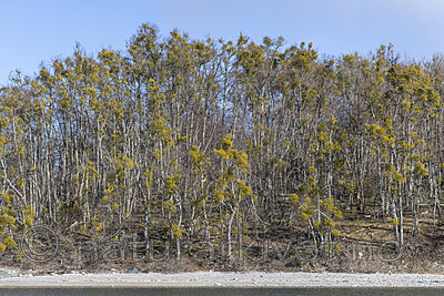 KA_220405_40 / Viscum album / Misteltein