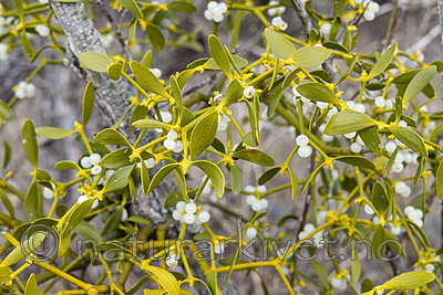 KA_220405_7 / Viscum album / Misteltein