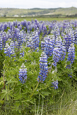 KA_220531_14 / Lupinus nootkatensis / Sandlupin