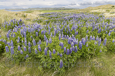 KA_220531_17 / Lupinus nootkatensis / Sandlupin