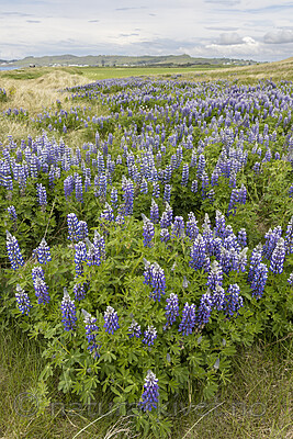 KA_220531_18 / Lupinus nootkatensis / Sandlupin