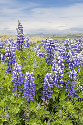 KA_220531_19 / Lupinus nootkatensis / Sandlupin