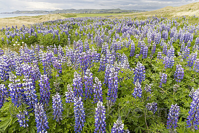 KA_220531_23 / Lupinus nootkatensis / Sandlupin