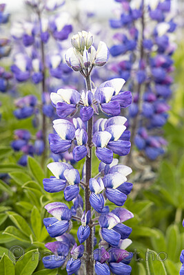KA_220531_25 / Lupinus nootkatensis / Sandlupin