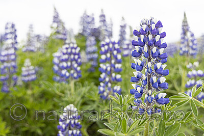 KA_220531_29 / Lupinus nootkatensis / Sandlupin