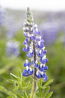 KA_220531_31 / Lupinus nootkatensis / Sandlupin
