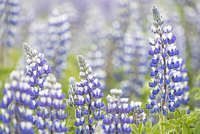 KA_220531_36 / Lupinus nootkatensis / Sandlupin