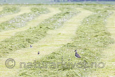 KA_220601_1 / Vanellus vanellus / Vipe