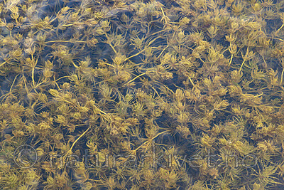 KA_220608_21 / Chara polyacantha / Hårpiggkrans