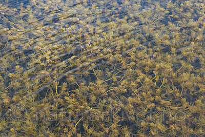 KA_220608_22 / Chara polyacantha / Hårpiggkrans