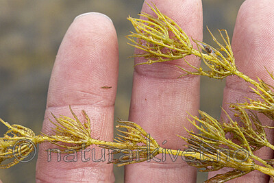 KA_220608_23 / Chara polyacantha / Hårpiggkrans