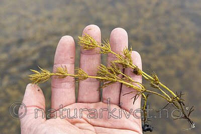 KA_220608_24 / Chara polyacantha / Hårpiggkrans