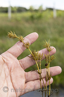 KA_220608_25 / Chara polyacantha / Hårpiggkrans