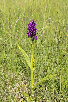 KA_220608_28 / Dactylorhiza incarnata / Engmarihand