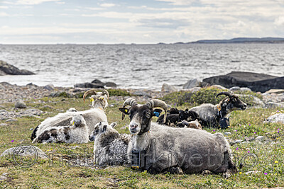 KA_220608_4 / Ovis aries / Sau