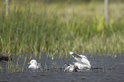 KA_220608_40 / Chroicocephalus ridibundus / Hettemåke <br /> Larus canus / Fiskemåke