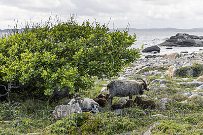KA_220608_6 / Ovis aries / Sau