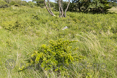 KA_220608_71 / Berberis thunbergii / Høstberberis