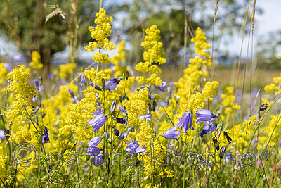KA_220709_15 / Campanula rotundifolia / Blåklokke <br /> Galium verum / Gulmaure
