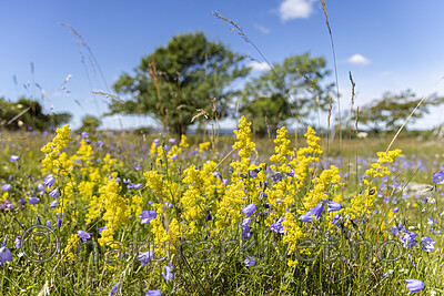 KA_220709_17 / Campanula rotundifolia / Blåklokke <br /> Galium verum / Gulmaure