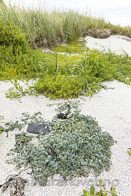 KA_220816_64 / Mertensia maritima / østersurt