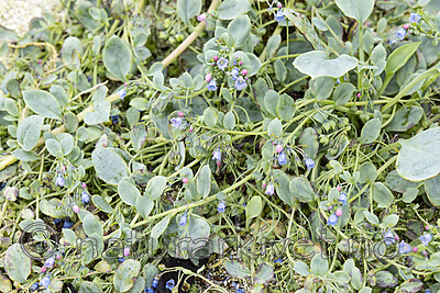 KA_220816_65 / Mertensia maritima / østersurt