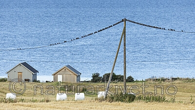 KA_220929_32 / Sturnus vulgaris / Stær