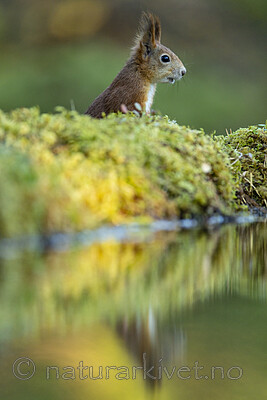 KA_220930_31 / Sciurus vulgaris / Ekorn