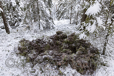 KA_221212_8 / Sus scrofa / Villsvin