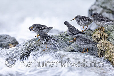 KA_230125_28 / Calidris maritima / Fjæreplytt