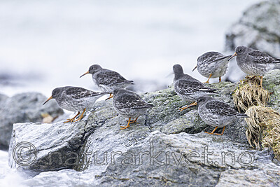 KA_230125_29 / Calidris maritima / Fjæreplytt