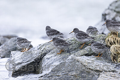 KA_230125_30 / Calidris maritima / Fjæreplytt