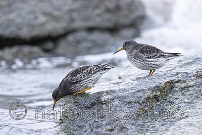KA_230125_38 / Calidris maritima / Fjæreplytt