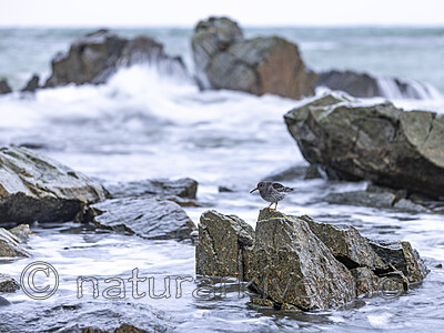 KA_230125_42 / Calidris maritima / Fjæreplytt