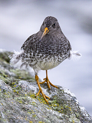 KA_230125_44 / Calidris maritima / Fjæreplytt