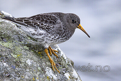 KA_230125_45 / Calidris maritima / Fjæreplytt