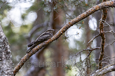 KA_230611_1 / Caprimulgus europaeus / Nattravn