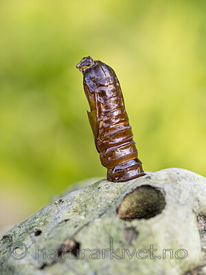 KA_230822_6 / Scardia boletella / Knuskkjukemøll